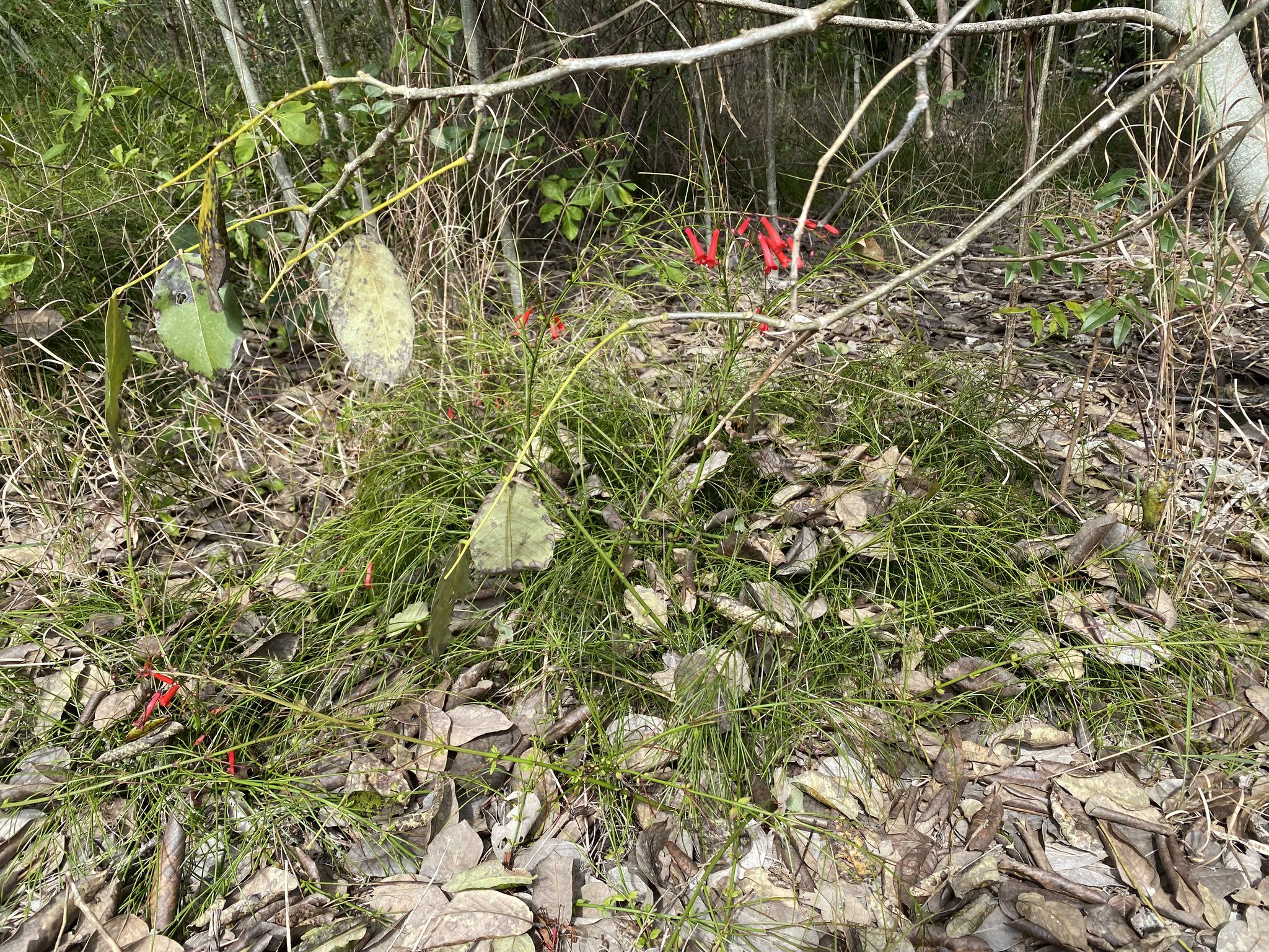 Russelia equisetiformis